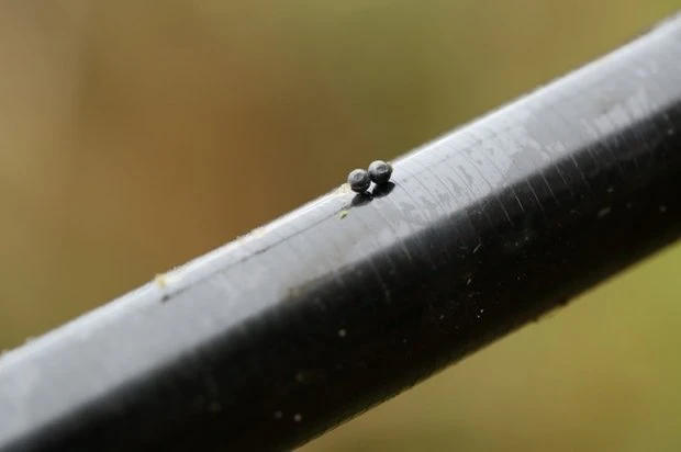 Lood Micro Shot - Guru 3 Lood Micro Shot - Guru - Afbeelding 3