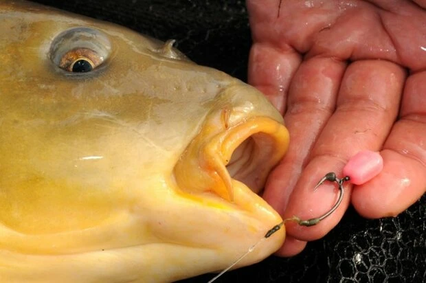 Korda - Kunstaas Pop-up Maize - Korda 4 Korda - Kunstaas Pop-up Maize - Korda - Afbeelding 4